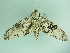 ( - BC ZSM Lep 86222)  @12 [ ] CreativeCommons - Attribution Non-Commercial Share-Alike (2015) Axel Hausmann/Bavarian State Collection of Zoology (ZSM) SNSB, Zoologische Staatssammlung Muenchen