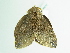 ( - BC ZSM Lep 86247)  @12 [ ] CreativeCommons - Attribution Non-Commercial Share-Alike (2015) Axel Hausmann/Bavarian State Collection of Zoology (ZSM) SNSB, Zoologische Staatssammlung Muenchen