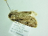  ( - BC ZSM Lep 86258)  @13 [ ] CreativeCommons - Attribution Non-Commercial Share-Alike (2015) Axel Hausmann/Bavarian State Collection of Zoology (ZSM) SNSB, Zoologische Staatssammlung Muenchen