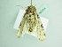  ( - BC ZSM Lep 86264)  @12 [ ] CreativeCommons - Attribution Non-Commercial Share-Alike (2015) Axel Hausmann/Bavarian State Collection of Zoology (ZSM) SNSB, Zoologische Staatssammlung Muenchen