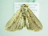  ( - BC ZSM Lep 86278)  @13 [ ] CreativeCommons - Attribution Non-Commercial Share-Alike (2015) Axel Hausmann/Bavarian State Collection of Zoology (ZSM) SNSB, Zoologische Staatssammlung Muenchen