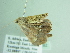  ( - BC ZSM Lep 86282)  @12 [ ] CreativeCommons - Attribution Non-Commercial Share-Alike (2015) Axel Hausmann/Bavarian State Collection of Zoology (ZSM) SNSB, Zoologische Staatssammlung Muenchen