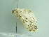  ( - BC ZSM Lep 86289)  @12 [ ] CreativeCommons - Attribution Non-Commercial Share-Alike (2015) Axel Hausmann/Bavarian State Collection of Zoology (ZSM) SNSB, Zoologische Staatssammlung Muenchen