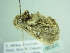  ( - BC ZSM Lep 86303)  @13 [ ] CreativeCommons - Attribution Non-Commercial Share-Alike (2015) Axel Hausmann/Bavarian State Collection of Zoology (ZSM) SNSB, Zoologische Staatssammlung Muenchen