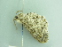  ( - BC ZSM Lep 86304)  @12 [ ] CreativeCommons - Attribution Non-Commercial Share-Alike (2015) Axel Hausmann/Bavarian State Collection of Zoology (ZSM) SNSB, Zoologische Staatssammlung Muenchen