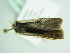  ( - BC ZSM Lep 86315)  @12 [ ] CreativeCommons - Attribution Non-Commercial Share-Alike (2015) Axel Hausmann/Bavarian State Collection of Zoology (ZSM) SNSB, Zoologische Staatssammlung Muenchen