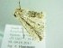  ( - BC ZSM Lep 86321)  @13 [ ] CreativeCommons - Attribution Non-Commercial Share-Alike (2015) Axel Hausmann/Bavarian State Collection of Zoology (ZSM) SNSB, Zoologische Staatssammlung Muenchen