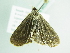  ( - BC ZSM Lep 86344)  @12 [ ] CreativeCommons - Attribution Non-Commercial Share-Alike (2015) Axel Hausmann/Bavarian State Collection of Zoology (ZSM) SNSB, Zoologische Staatssammlung Muenchen