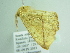  ( - BC ZSM Lep 86356)  @12 [ ] CreativeCommons - Attribution Non-Commercial Share-Alike (2015) Axel Hausmann/Bavarian State Collection of Zoology (ZSM) SNSB, Zoologische Staatssammlung Muenchen