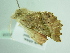  ( - BC ZSM Lep 86358)  @14 [ ] CreativeCommons - Attribution Non-Commercial Share-Alike (2015) Axel Hausmann/Bavarian State Collection of Zoology (ZSM) SNSB, Zoologische Staatssammlung Muenchen
