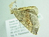  ( - BC ZSM Lep 86367)  @13 [ ] CreativeCommons - Attribution Non-Commercial Share-Alike (2015) Axel Hausmann/Bavarian State Collection of Zoology (ZSM) SNSB, Zoologische Staatssammlung Muenchen