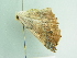  ( - BC ZSM Lep 86368)  @13 [ ] CreativeCommons - Attribution Non-Commercial Share-Alike (2015) Axel Hausmann/Bavarian State Collection of Zoology (ZSM) SNSB, Zoologische Staatssammlung Muenchen