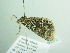  ( - BC ZSM Lep 86372)  @12 [ ] CreativeCommons - Attribution Non-Commercial Share-Alike (2015) Axel Hausmann/Bavarian State Collection of Zoology (ZSM) SNSB, Zoologische Staatssammlung Muenchen