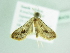  ( - BC ZSM Lep 86439)  @12 [ ] CreativeCommons - Attribution Non-Commercial Share-Alike (2015) Axel Hausmann/Bavarian State Collection of Zoology (ZSM) SNSB, Zoologische Staatssammlung Muenchen