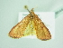  ( - BC ZSM Lep 86444)  @13 [ ] CreativeCommons - Attribution Non-Commercial Share-Alike (2015) Axel Hausmann/Bavarian State Collection of Zoology (ZSM) SNSB, Zoologische Staatssammlung Muenchen