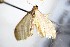  (Idaea BOLD:ACW6890 - BC ZSM Lep 88140)  @13 [ ] CreativeCommons - Attribution Non-Commercial Share-Alike (2015) Axel Hausmann/Bavarian State Collection of Zoology (ZSM) SNSB, Zoologische Staatssammlung Muenchen
