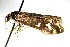  ( - BC ZSM Lep 88185)  @12 [ ] CreativeCommons - Attribution Non-Commercial Share-Alike (2015) Axel Hausmann/Bavarian State Collection of Zoology (ZSM) SNSB, Zoologische Staatssammlung Muenchen