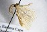  ( - BC ZSM Lep 88206)  @12 [ ] CreativeCommons - Attribution Non-Commercial Share-Alike (2015) Axel Hausmann/Bavarian State Collection of Zoology (ZSM) SNSB, Zoologische Staatssammlung Muenchen