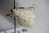  ( - BC ZSM Lep 88220)  @12 [ ] CreativeCommons - Attribution Non-Commercial Share-Alike (2015) Axel Hausmann/Bavarian State Collection of Zoology (ZSM) SNSB, Zoologische Staatssammlung Muenchen