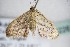 ( - BC ZSM Lep 88226)  @12 [ ] CreativeCommons - Attribution Non-Commercial Share-Alike (2015) Axel Hausmann/Bavarian State Collection of Zoology (ZSM) SNSB, Zoologische Staatssammlung Muenchen