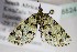  ( - BC ZSM Lep 88241)  @12 [ ] CreativeCommons - Attribution Non-Commercial Share-Alike (2015) Axel Hausmann/Bavarian State Collection of Zoology (ZSM) SNSB, Zoologische Staatssammlung Muenchen
