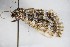  ( - BC ZSM Lep 88249)  @13 [ ] CreativeCommons - Attribution Non-Commercial Share-Alike (2015) Axel Hausmann/Bavarian State Collection of Zoology (ZSM) SNSB, Zoologische Staatssammlung Muenchen