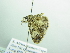  ( - BC ZSM Lep 88399)  @12 [ ] CreativeCommons - Attribution Non-Commercial Share-Alike (2015) Axel Hausmann/Bavarian State Collection of Zoology (ZSM) SNSB, Zoologische Staatssammlung Muenchen