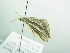  ( - BC ZSM Lep 88420)  @12 [ ] CreativeCommons - Attribution Non-Commercial Share-Alike (2015) Axel Hausmann/Bavarian State Collection of Zoology (ZSM) SNSB, Zoologische Staatssammlung Muenchen