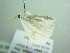  ( - BC ZSM Lep 88457)  @13 [ ] CreativeCommons - Attribution Non-Commercial Share-Alike (2015) Axel Hausmann/Bavarian State Collection of Zoology (ZSM) SNSB, Zoologische Staatssammlung Muenchen