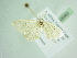  ( - BC ZSM Lep 88460)  @12 [ ] CreativeCommons - Attribution Non-Commercial Share-Alike (2015) Axel Hausmann/Bavarian State Collection of Zoology (ZSM) SNSB, Zoologische Staatssammlung Muenchen