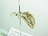  (Conchylia BOLD:ACW7864 - BC ZSM Lep 88463)  @11 [ ] CreativeCommons - Attribution Non-Commercial Share-Alike (2015) Axel Hausmann/Bavarian State Collection of Zoology (ZSM) SNSB, Zoologische Staatssammlung Muenchen