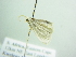  (Scopula BOLD:ACW7109 - BC ZSM Lep 88470)  @13 [ ] CreativeCommons - Attribution Non-Commercial Share-Alike (2015) Axel Hausmann/Bavarian State Collection of Zoology (ZSM) SNSB, Zoologische Staatssammlung Muenchen
