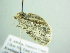 ( - BC ZSM Lep 88471)  @12 [ ] CreativeCommons - Attribution Non-Commercial Share-Alike (2015) Axel Hausmann/Bavarian State Collection of Zoology (ZSM) SNSB, Zoologische Staatssammlung Muenchen