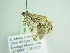  ( - BC ZSM Lep 88474)  @12 [ ] CreativeCommons - Attribution Non-Commercial Share-Alike (2015) Axel Hausmann/Bavarian State Collection of Zoology (ZSM) SNSB, Zoologische Staatssammlung Muenchen