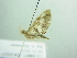  ( - BC ZSM Lep 88494)  @12 [ ] CreativeCommons - Attribution Non-Commercial Share-Alike (2015) Axel Hausmann/Bavarian State Collection of Zoology (ZSM) SNSB, Zoologische Staatssammlung Muenchen