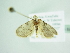  ( - BC ZSM Lep 88514)  @12 [ ] CreativeCommons - Attribution Non-Commercial Share-Alike (2015) Axel Hausmann/Bavarian State Collection of Zoology (ZSM) SNSB, Zoologische Staatssammlung Muenchen