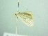  ( - BC ZSM Lep 88555)  @12 [ ] CreativeCommons - Attribution Non-Commercial Share-Alike (2015) Axel Hausmann/Bavarian State Collection of Zoology (ZSM) SNSB, Zoologische Staatssammlung Muenchen