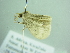  ( - BC ZSM Lep 88557)  @12 [ ] CreativeCommons - Attribution Non-Commercial Share-Alike (2015) Axel Hausmann/Bavarian State Collection of Zoology (ZSM) SNSB, Zoologische Staatssammlung Muenchen