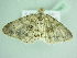  ( - BC ZSM Lep 88567)  @12 [ ] CreativeCommons - Attribution Non-Commercial Share-Alike (2015) Axel Hausmann/Bavarian State Collection of Zoology (ZSM) SNSB, Zoologische Staatssammlung Muenchen