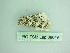  ( - BC ZSM Lep 88649)  @12 [ ] CreativeCommons - Attribution Non-Commercial Share-Alike (2015) Axel Hausmann/Bavarian State Collection of Zoology (ZSM) SNSB, Zoologische Staatssammlung Muenchen
