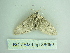  ( - BC ZSM Lep 88690)  @12 [ ] CreativeCommons - Attribution Non-Commercial Share-Alike (2015) Axel Hausmann/Bavarian State Collection of Zoology (ZSM) SNSB, Zoologische Staatssammlung Muenchen