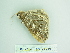  ( - BC ZSM Lep 88698)  @12 [ ] CreativeCommons - Attribution Non-Commercial Share-Alike (2015) Axel Hausmann/Bavarian State Collection of Zoology (ZSM) SNSB, Zoologische Staatssammlung Muenchen