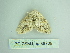  ( - BC ZSM Lep 88709)  @12 [ ] CreativeCommons - Attribution Non-Commercial Share-Alike (2015) Axel Hausmann/Bavarian State Collection of Zoology (ZSM) SNSB, Zoologische Staatssammlung Muenchen