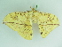  ( - BC ZSM Lep 88738)  @11 [ ] CreativeCommons - Attribution Non-Commercial Share-Alike (2015) Axel Hausmann/Bavarian State Collection of Zoology (ZSM) SNSB, Zoologische Staatssammlung Muenchen