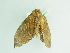  ( - BC ZSM Lep 88751)  @12 [ ] CreativeCommons - Attribution Non-Commercial Share-Alike (2015) Axel Hausmann/Bavarian State Collection of Zoology (ZSM) SNSB, Zoologische Staatssammlung Muenchen