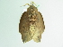  ( - BC ZSM Lep 88780)  @12 [ ] CreativeCommons - Attribution Non-Commercial Share-Alike (2015) Axel Hausmann/Bavarian State Collection of Zoology (ZSM) SNSB, Zoologische Staatssammlung Muenchen