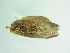  ( - BC ZSM Lep 88781)  @12 [ ] CreativeCommons - Attribution Non-Commercial Share-Alike (2015) Axel Hausmann/Bavarian State Collection of Zoology (ZSM) SNSB, Zoologische Staatssammlung Muenchen
