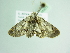  (Eutelia cistellatrix - BC ZSM Lep 88823)  @13 [ ] CreativeCommons - Attribution Non-Commercial Share-Alike (2015) Axel Hausmann/Bavarian State Collection of Zoology (ZSM) SNSB, Zoologische Staatssammlung Muenchen