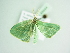  (Xenochlorodes xina - BC ZSM Lep 88844)  @13 [ ] CreativeCommons - Attribution Non-Commercial Share-Alike (2015) Axel Hausmann/Bavarian State Collection of Zoology (ZSM) SNSB, Zoologische Staatssammlung Muenchen