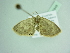  ( - BC ZSM Lep 88848)  @12 [ ] CreativeCommons - Attribution Non-Commercial Share-Alike (2015) Axel Hausmann/Bavarian State Collection of Zoology (ZSM) SNSB, Zoologische Staatssammlung Muenchen